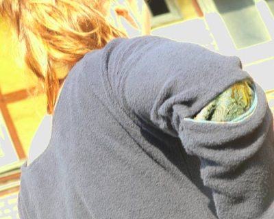 Pulli zwei
